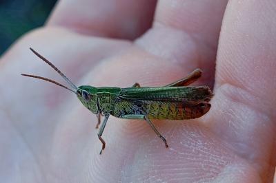<i>Chorthippus dorsatus dorsatus</i>