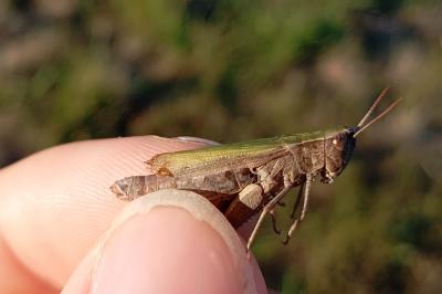 <i>Chorthippus dorsatus dorsatus</i>