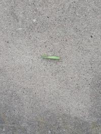 <i>Mantis religiosa</i>