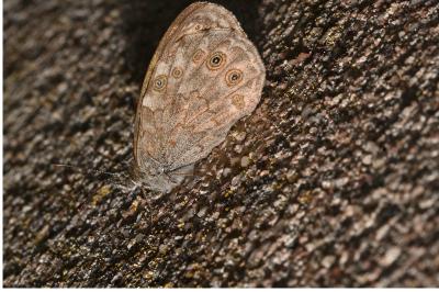 Lasiommata maera