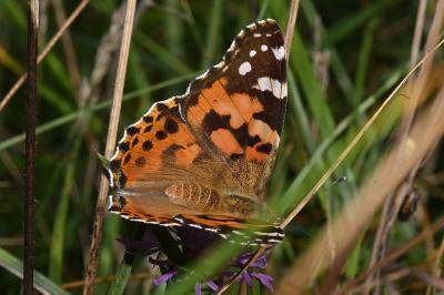 Vanessa cardui