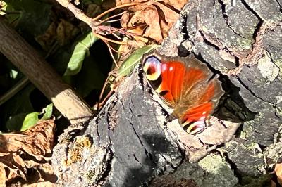 Aglais io