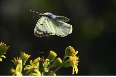 Colias alfacariensis