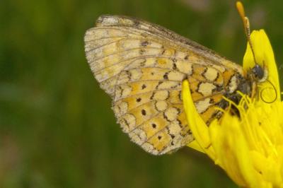 Euphydryas aurinia