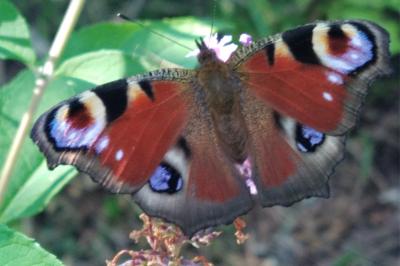Aglais io