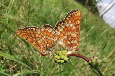 Euphydryas aurinia