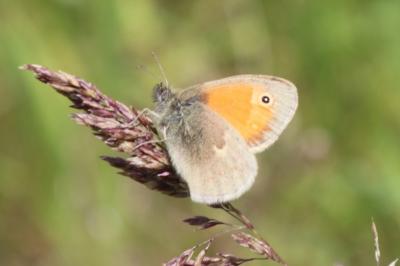 Coenonympha pamphilus
