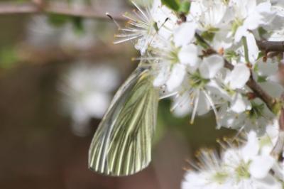 Pieris napi