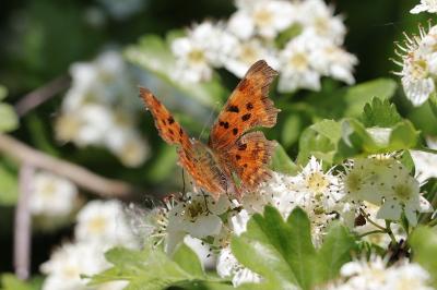 Polygonia c-album
