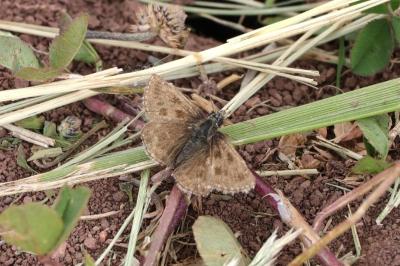 Carcharodus alceae