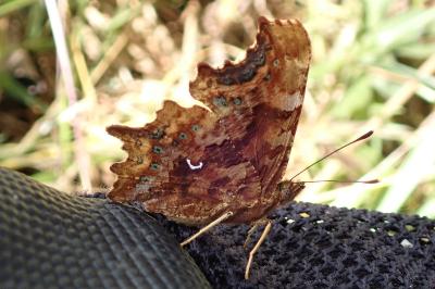 Polygonia c-album