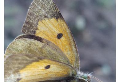 Colias crocea