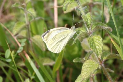 Pieris rapae