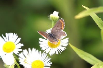 Aricia agestis