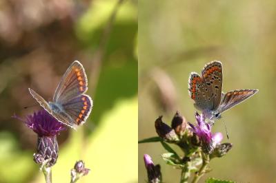 Polyommatus icarus