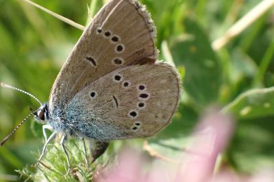 Cyaniris semiargus