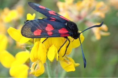 Zygaena trifolii