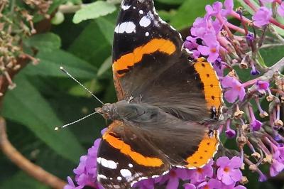 Vanessa atalanta