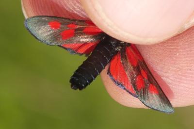 <i>Zygaena viciae</i>
