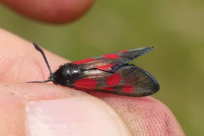 <i>Zygaena viciae</i>