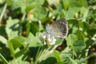 <i>Polyommatus icarus</i>