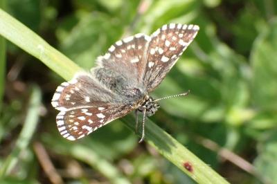 <i>Pyrgus malvae</i>