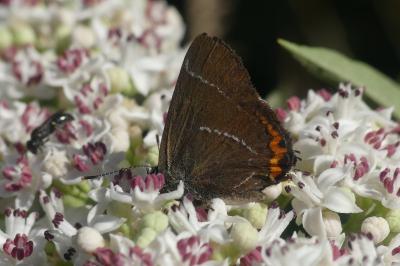 <i>Satyrium w-album</i>