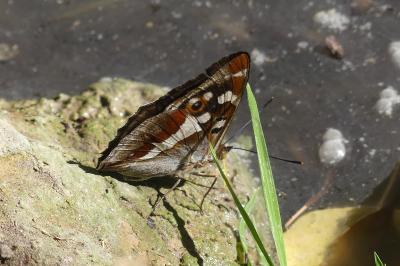 <i>Apatura iris</i>