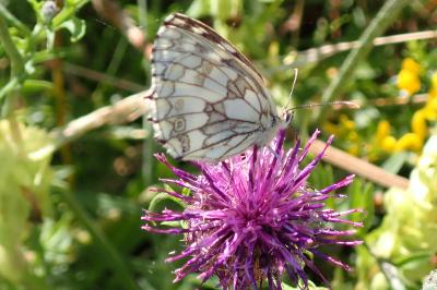 <i>Melanargia galathea</i>