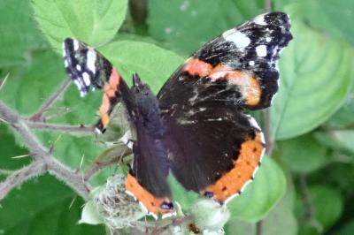 <i>Vanessa atalanta</i>