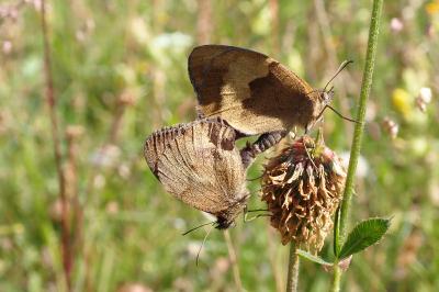 <i>Maniola jurtina jurtina</i>