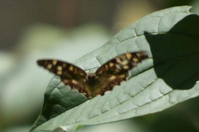 <i>Pararge aegeria</i>