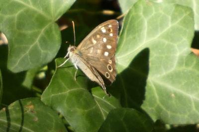<i>Pararge aegeria</i>