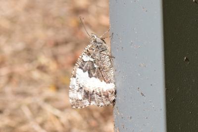 <i>Brintesia circe</i>