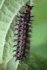 <i>Araschnia levana</i>