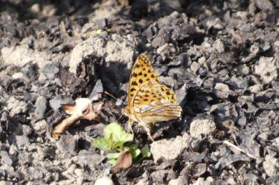 Issoria lathonia