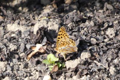<i>Issoria lathonia</i>