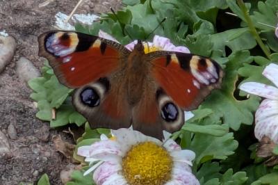 <i>Aglais io</i>
