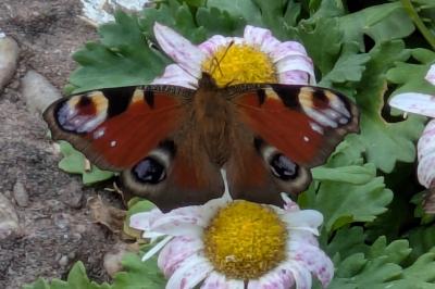 <i>Aglais io</i>