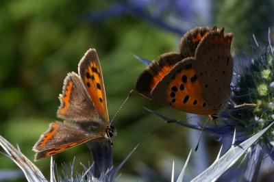 <i>Lycaena phlaeas</i>