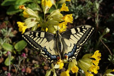 <i>Papilio machaon</i>