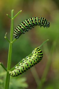 <i>Papilio machaon</i>