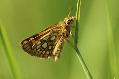 <i>Carterocephalus palaemon</i>