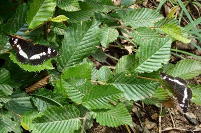 <i>Limenitis camilla</i>