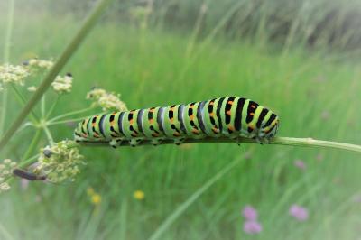 <i>Papilio machaon</i>