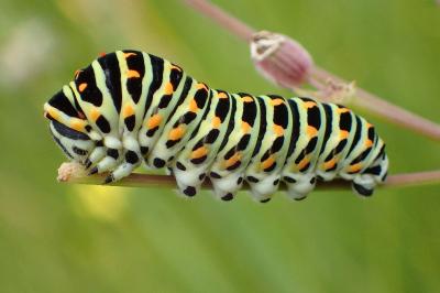<i>Papilio machaon</i>