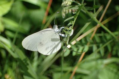 <i>Leptidea sinapis sinapis</i>