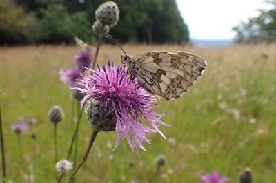 <i>Melanargia galathea</i>