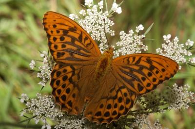 <i>Argynnis paphia</i>