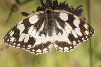 <i>Melanargia galathea</i>